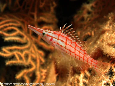 Longnose Hawkfish
