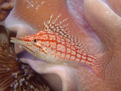 Long-nosed hawkfish Oxycirrhites typus