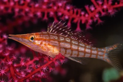 Longnose Hawkfish
