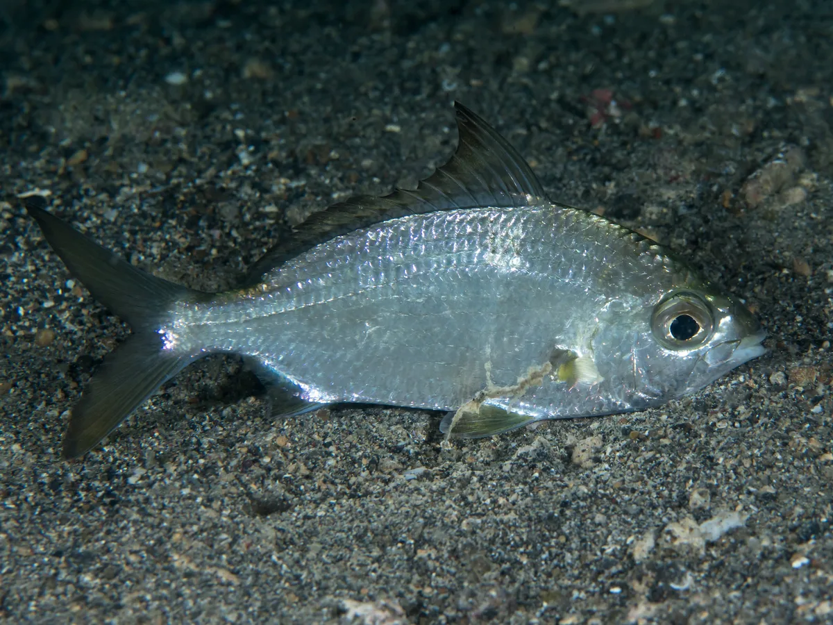 Longtail silverbiddy (Gerres longirostris)