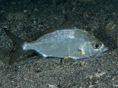 Longtail silverbiddy (Gerres longirostris)