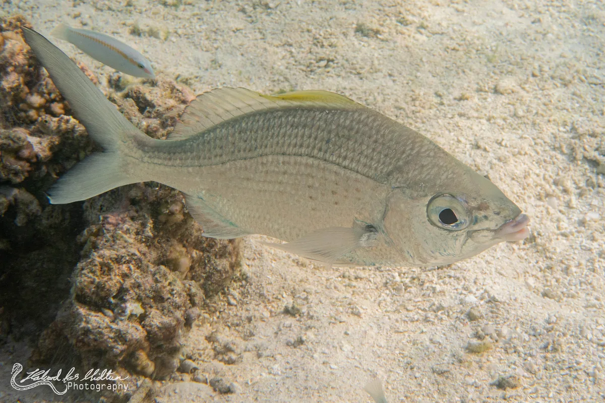 Gerres longirostris (Strongspine Silverbiddy)