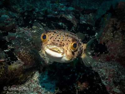 Diodon holocanthus