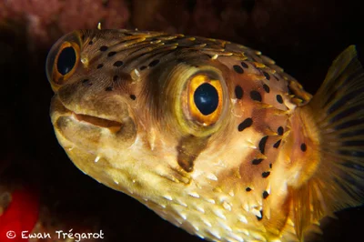 Diodon holocanthus