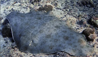 Longtail Butterfly Ray