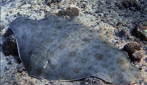 Longtail Butterfly Ray