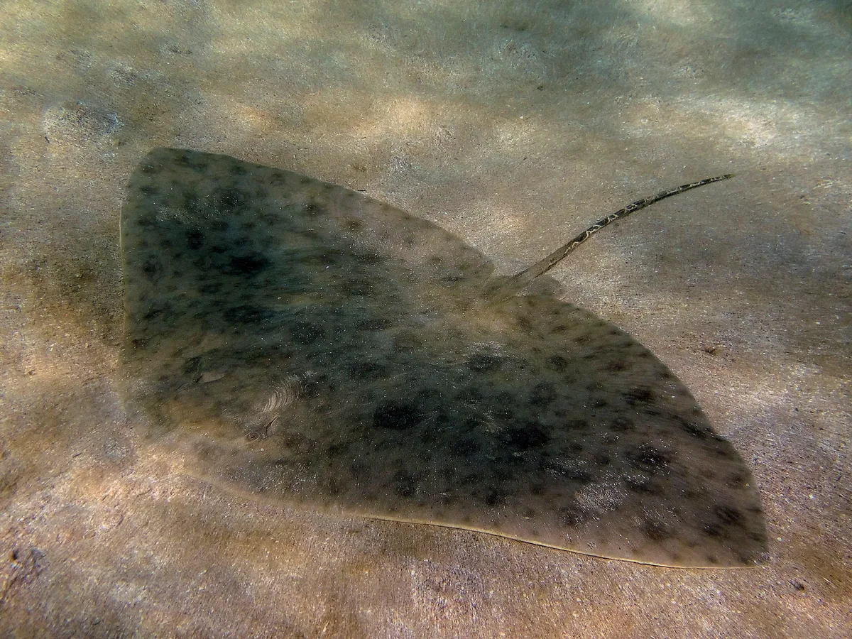 Gymnura poecilura Rochen