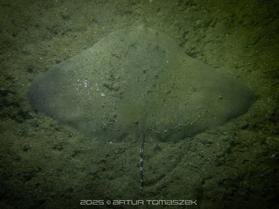 Gymnura poecilura