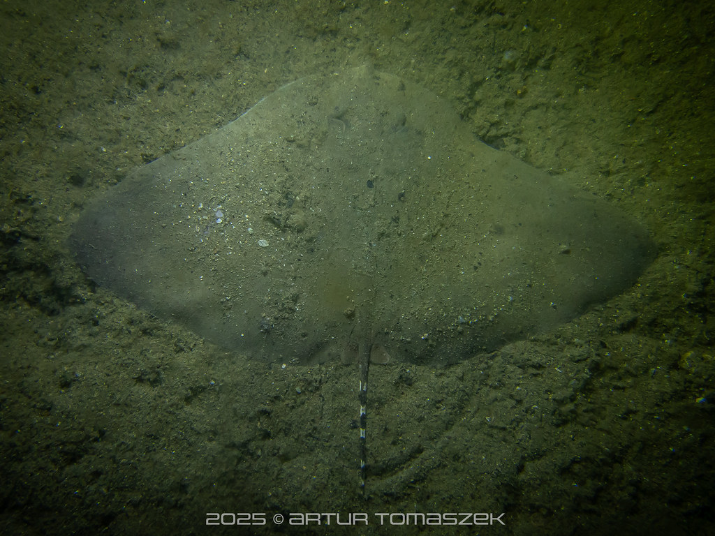 Gymnura poecilura