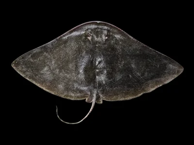 Gymnura poecilura - Thailand