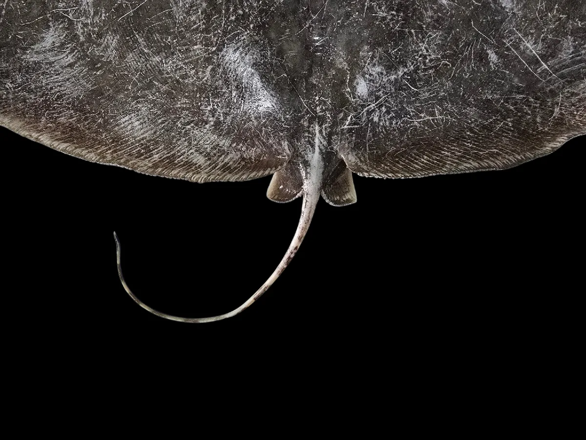 Gymnura poecilura - Thailand