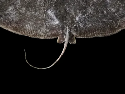 Gymnura poecilura - Thailand