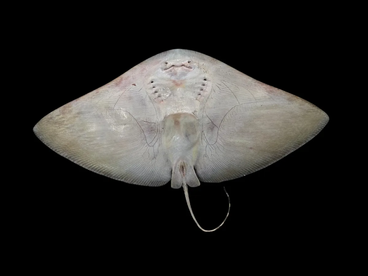 Gymnura poecilura - Thailand