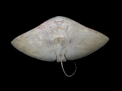 Gymnura poecilura - Thailand