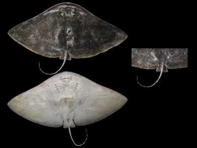 Gymnura poecilura - Thailand