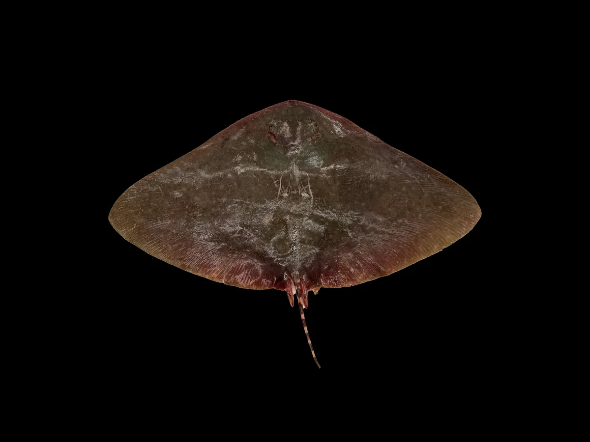 Gymnura poecilura