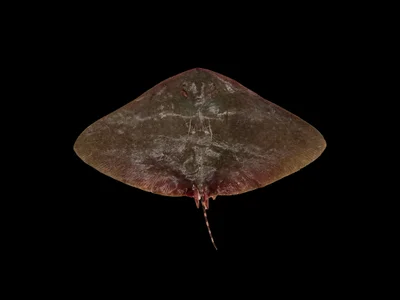 Gymnura poecilura