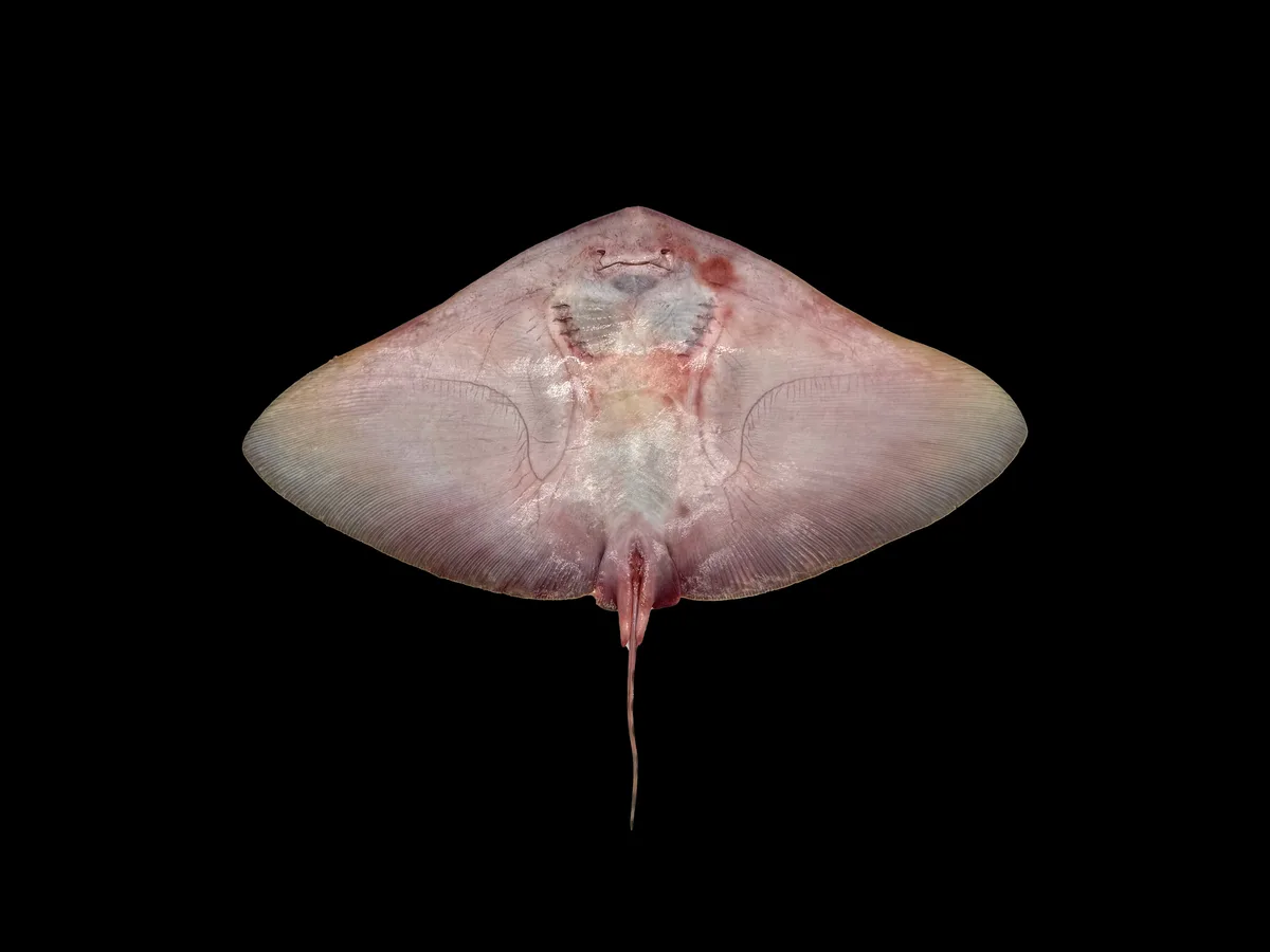 Gymnura poecilura