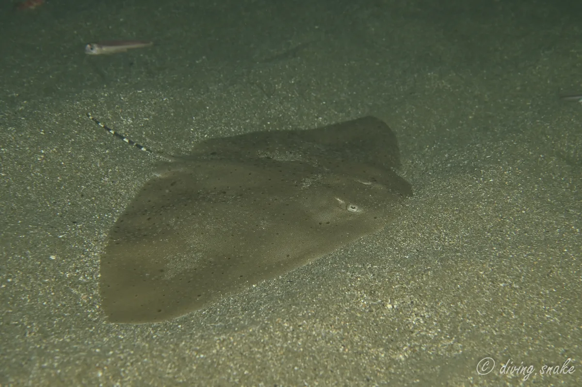 Gymnura poecilura