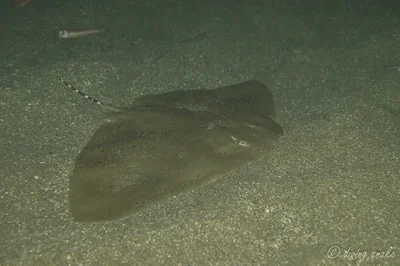 Gymnura poecilura