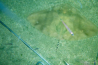 Gymnura poecilura