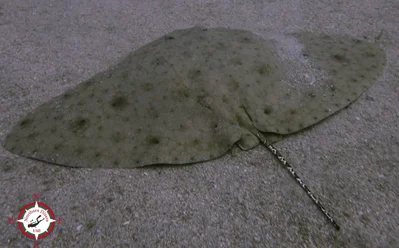Gymnura poecilura