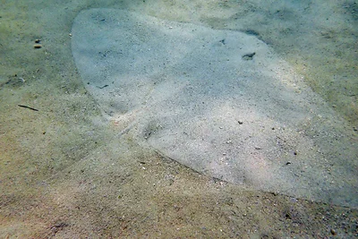 Gymnura poecilura