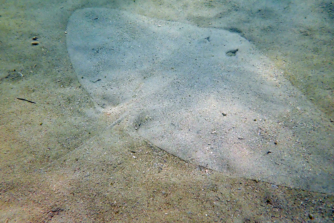 Gymnura poecilura