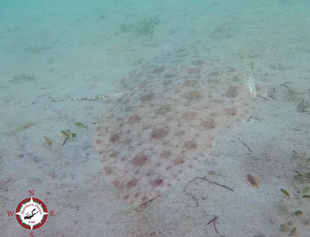 Gymnura poecilura - Abu Dhabi, AE