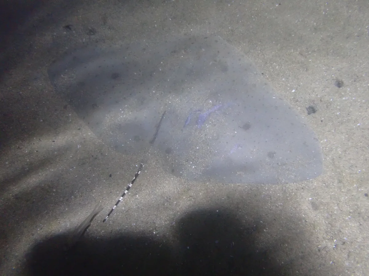 Gymnura poecilura
