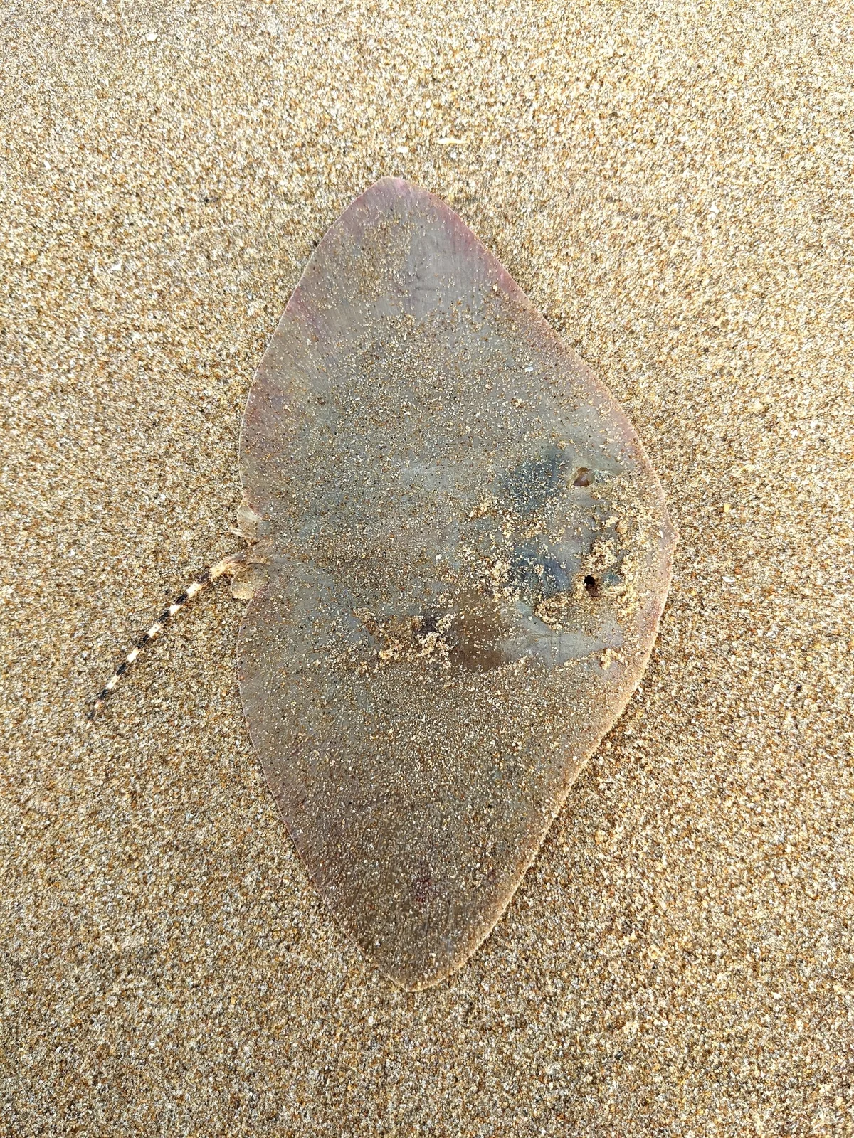 Gymnura poecilura - Andhra Pradesh, IN