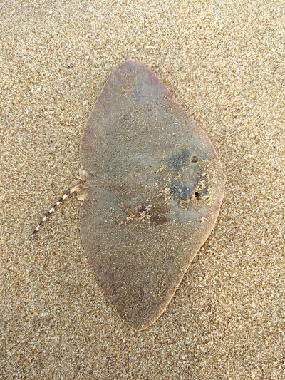Gymnura poecilura - Andhra Pradesh, IN