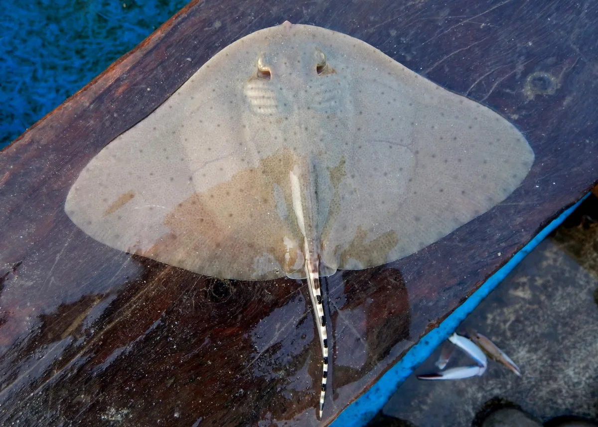 Gymnura poecilura - India