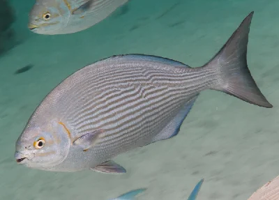 Lowfin Chub