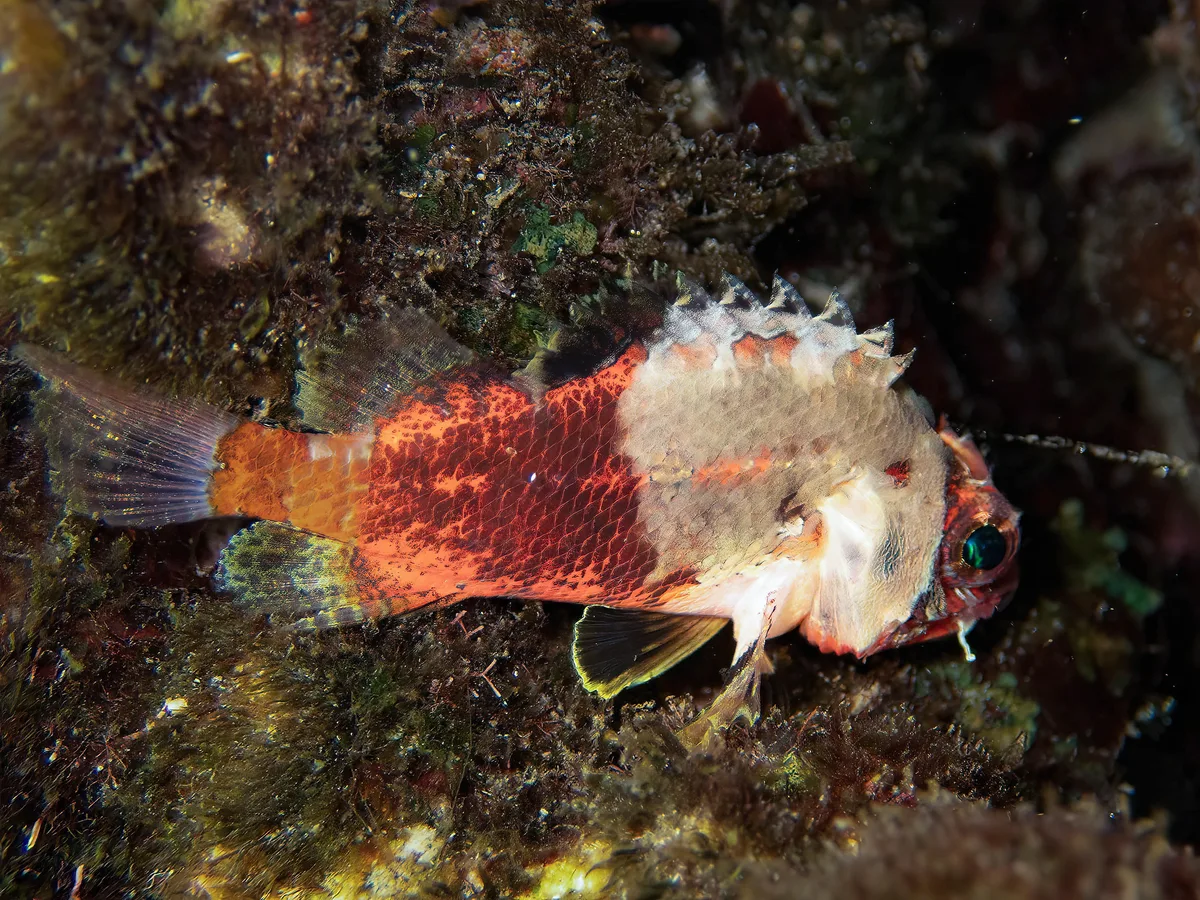 Lowfin scorpionfish    (Scorpaenodes parvipinnis)