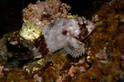 Lowfin Scorpionfish, Scorpaenodes parvipinnis (Garrett, 1864)