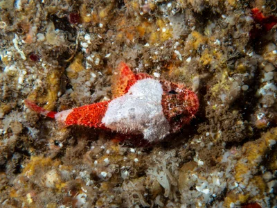 Scorpaenodes parvipinnis - Kamehameha Hwy, Pūpūkea, HI, US