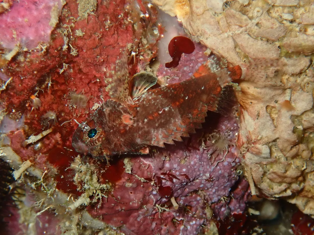 Scorpaenodes parvipinnis - Bangug, Romblon, Philippines