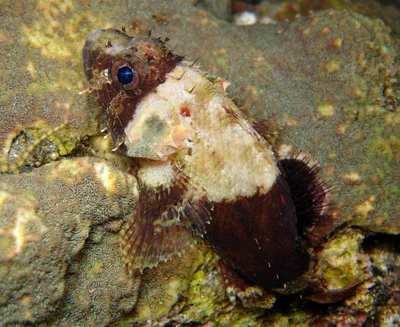 Scorpaenodes parvipinnis - L'Étang-Salé, RE-PL, RE