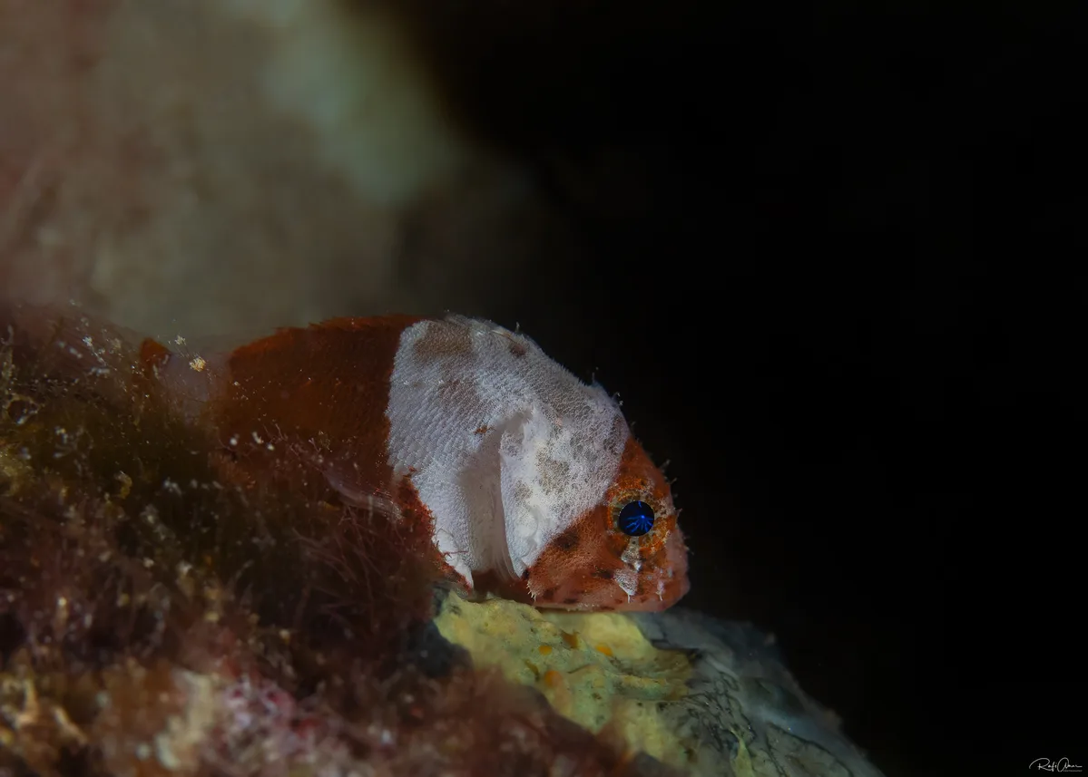 Scorpaenodes parvipinnis - אילת, ישראל