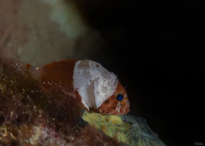 Scorpaenodes parvipinnis - אילת, ישראל