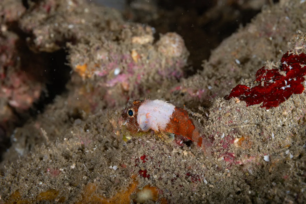 Scorpaenodes parvipinnis - Maluay, Zamboanguita, Negros Oriental, Philippines