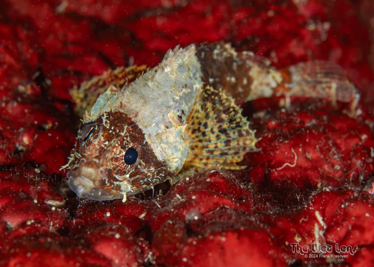 Scorpaenodes parvipinnis - Lapu-Lapu City, Cebu, Philippines