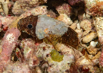 Scorpaenodes parvipinnis - Lapu-Lapu City, Cebu, Philippines