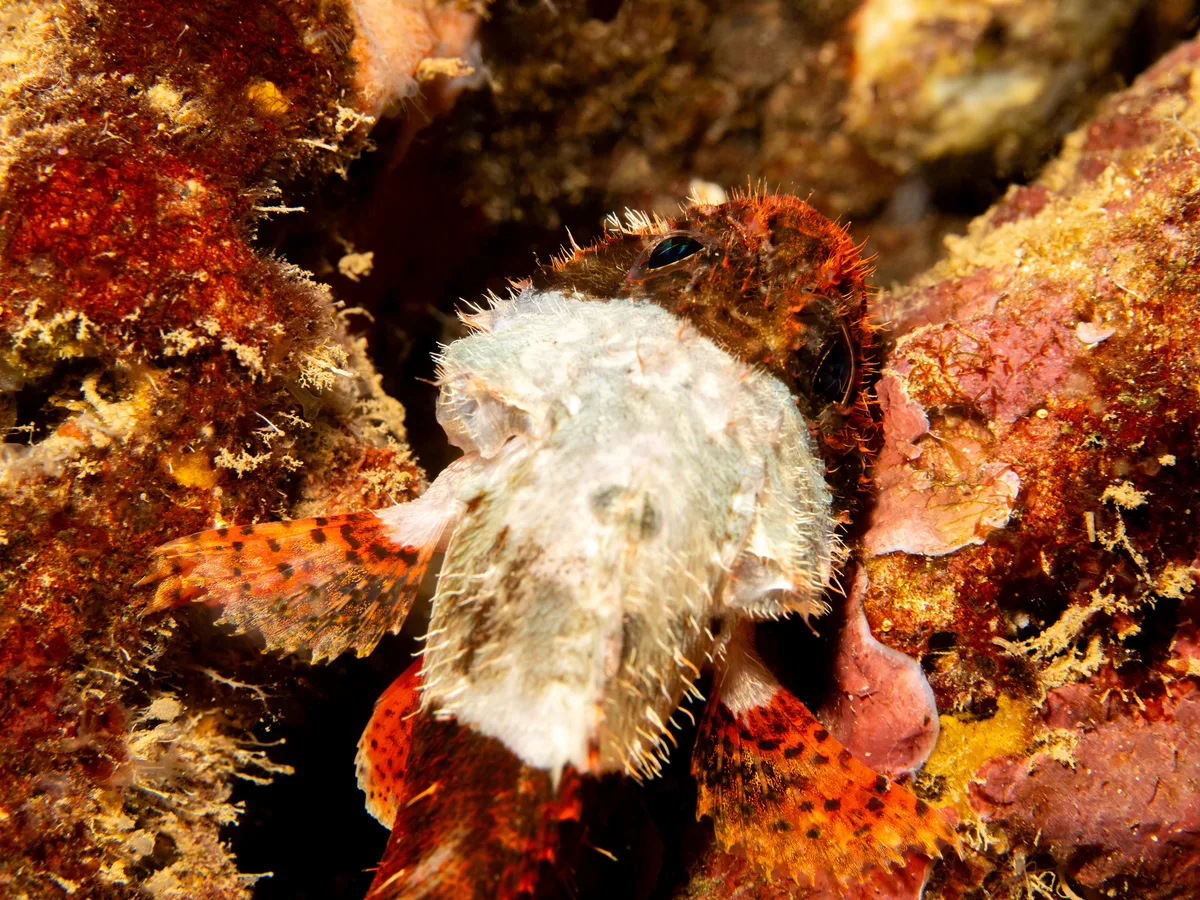 Scorpaenodes parvipinnis - Honolulu County, US-HI, US