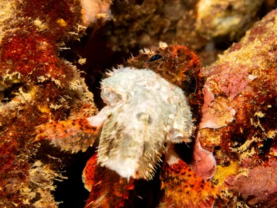 Scorpaenodes parvipinnis - Honolulu County, US-HI, US