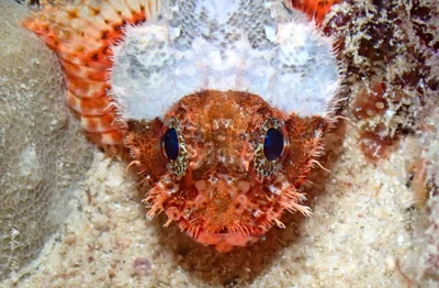 Scorpaenodes parvipinnis - Mamala Bay, HI, US