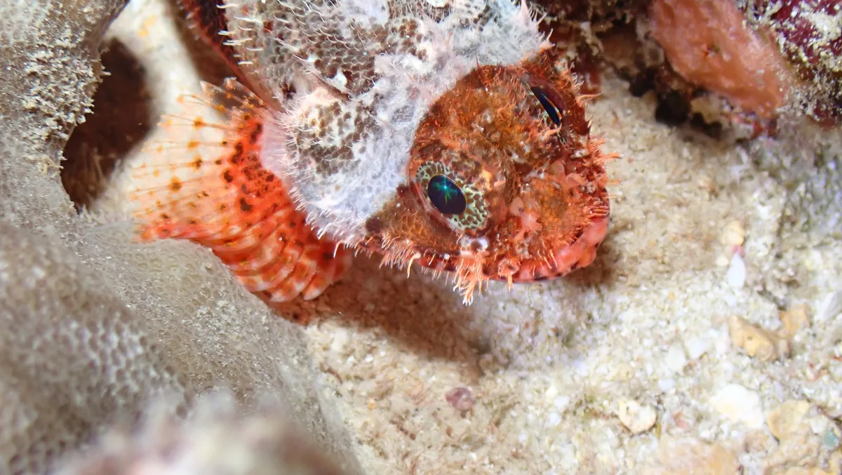 Scorpaenodes parvipinnis - Mamala Bay, HI, US