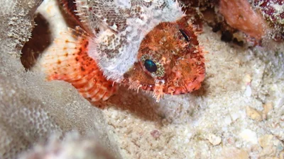 Scorpaenodes parvipinnis - Mamala Bay, HI, US