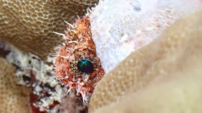 Scorpaenodes parvipinnis - Mamala Bay, HI, US